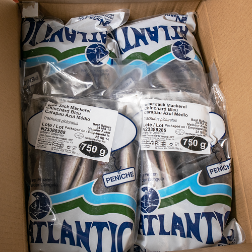 Blue_Jack_Mackerel_04